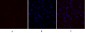 Glut1 Polyclonal Antibody