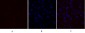 Glut1 Polyclonal Antibody