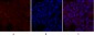 Glut1 Polyclonal Antibody