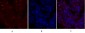 Glut1 Polyclonal Antibody