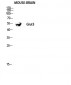 Glut3 Polyclonal Antibody