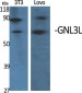 GNL3L Polyclonal Antibody