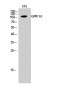 GPR110 Polyclonal Antibody
