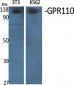 GPR110 Polyclonal Antibody