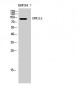 GPR115 Polyclonal Antibody