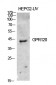 GPR120 Polyclonal Antibody