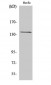 GPR126 Polyclonal Antibody