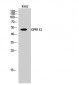GPR152 Polyclonal Antibody
