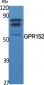 GPR152 Polyclonal Antibody