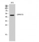 GPR173 Polyclonal Antibody