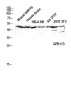 GPR173 Polyclonal Antibody