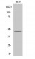 GPR34 Polyclonal Antibody