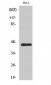 GPR38 Polyclonal Antibody