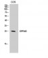 GPR40 Polyclonal Antibody