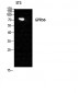 GPR56 Polyclonal Antibody