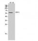 GPR75 Polyclonal Antibody