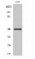 GPR83 Polyclonal Antibody