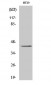 GPR92 Polyclonal Antibody