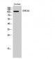 GPRC6A Polyclonal Antibody