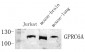 GPRC6A Polyclonal Antibody