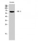 GRK 6 Polyclonal Antibody