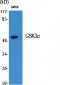 GSK3α Polyclonal Antibody