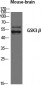 GSK3β Polyclonal Antibody