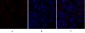 GSK3β Polyclonal Antibody