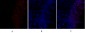 GSK3β Polyclonal Antibody