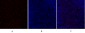 GSK3β Polyclonal Antibody