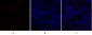 GSK3β Polyclonal Antibody