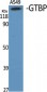 GTBP Polyclonal Antibody