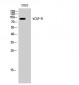 hCAP-H Polyclonal Antibody