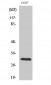 HCCS Polyclonal Antibody