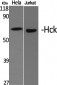 Hck Polyclonal Antibody