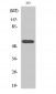 HDAC1 Polyclonal Antibody