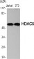 HDAC2 Polyclonal Antibody