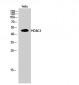 HDAC3 Polyclonal Antibody