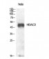 HDAC3 Polyclonal Antibody