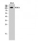 HDAC4 Polyclonal Antibody