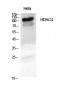HDAC4 Polyclonal Antibody