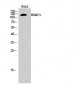 HDAC5 Polyclonal Antibody