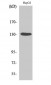 HDAC6 Polyclonal Antibody