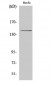 HGK Polyclonal Antibody