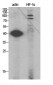 HIF-1α Polyclonal Antibody