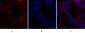 HIF-1α Polyclonal Antibody