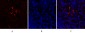 HIF-1α Polyclonal Antibody