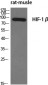 HIF-1β Polyclonal Antibody