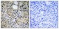 Hint1 Polyclonal Antibody