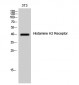 Histamine H2 Receptor Polyclonal Antibody